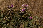 Tephrosia aequilata