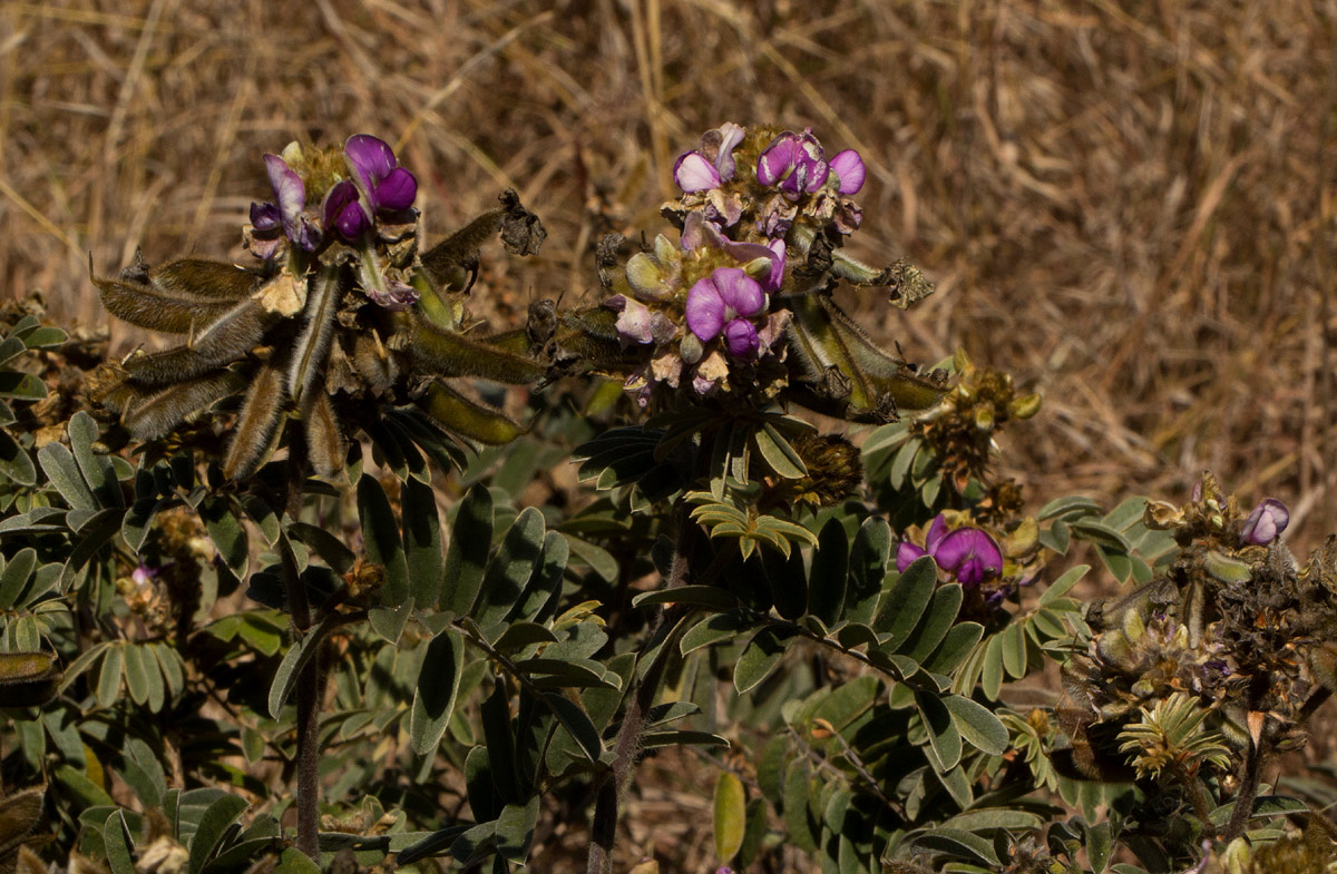 Tephrosia aequilata