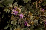 Tephrosia aequilata