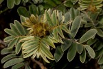 Tephrosia aequilata