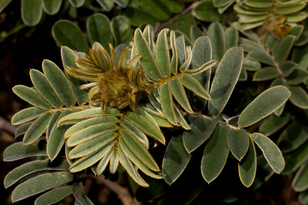 Tephrosia aequilata