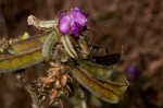 Tephrosia aequilata