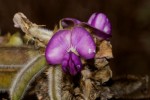 Tephrosia aequilata