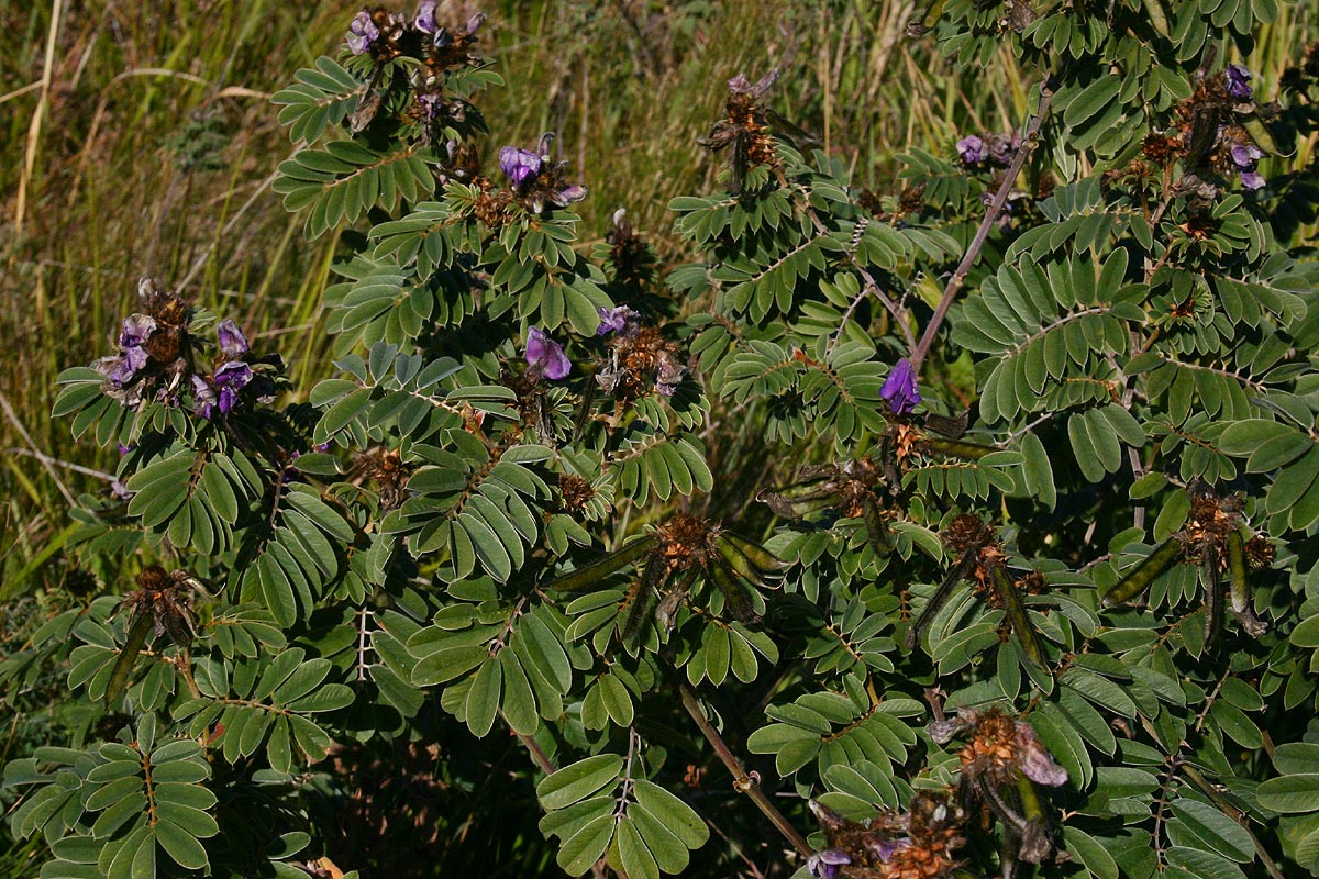 Tephrosia aequilata