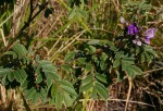 Tephrosia aequilata