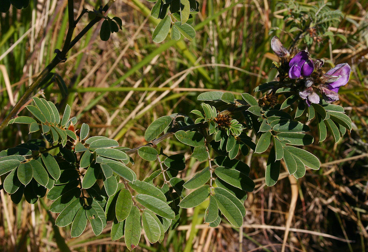 Tephrosia aequilata