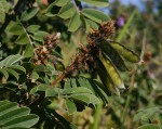 Tephrosia aequilata