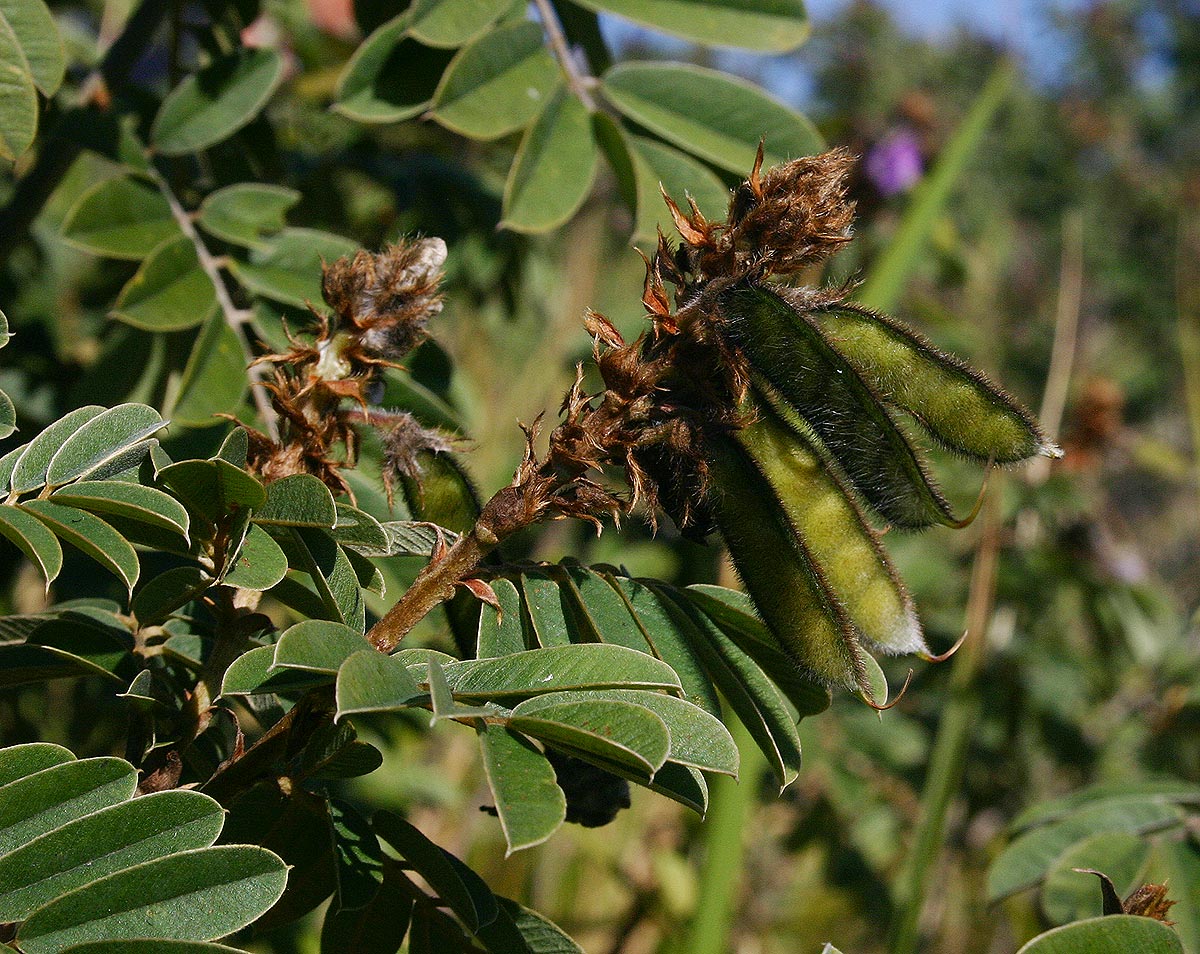 Tephrosia aequilata