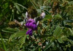 Tephrosia aequilata