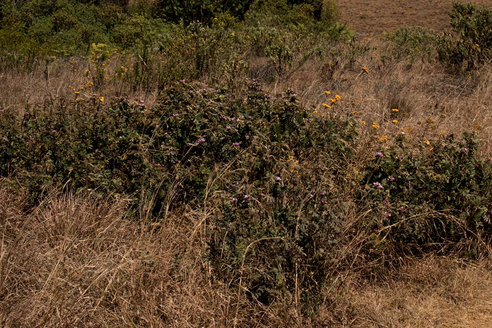 Tephrosia aequilata