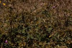 Tephrosia aequilata
