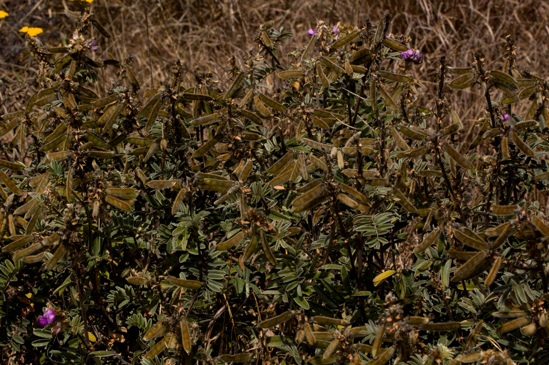 Tephrosia aequilata