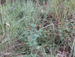 Tephrosia lepida subsp. lepida