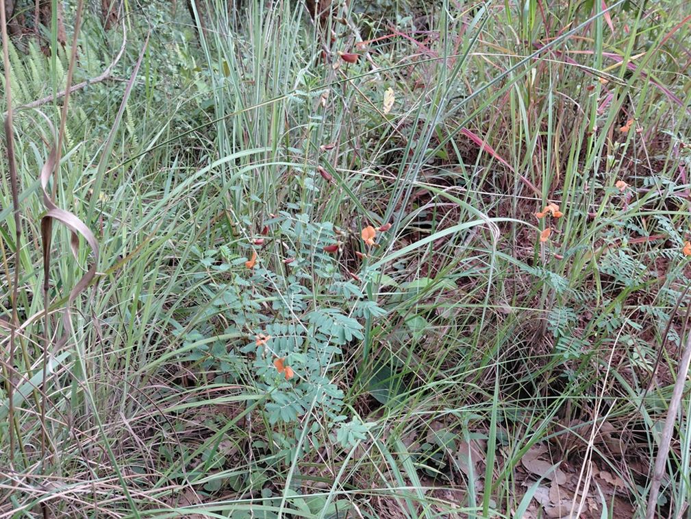 Tephrosia lepida subsp. lepida