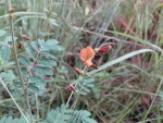 Tephrosia lepida subsp. lepida