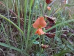 Tephrosia lepida subsp. lepida