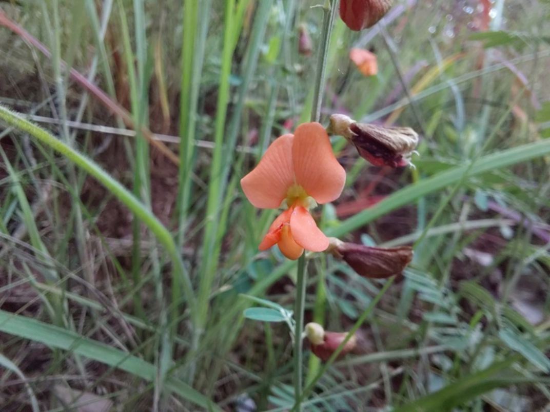 Tephrosia lepida subsp. lepida