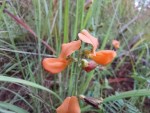 Tephrosia lepida subsp. lepida