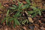 Tephrosia lupinifolia