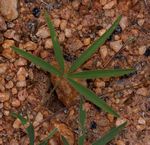 Tephrosia lupinifolia