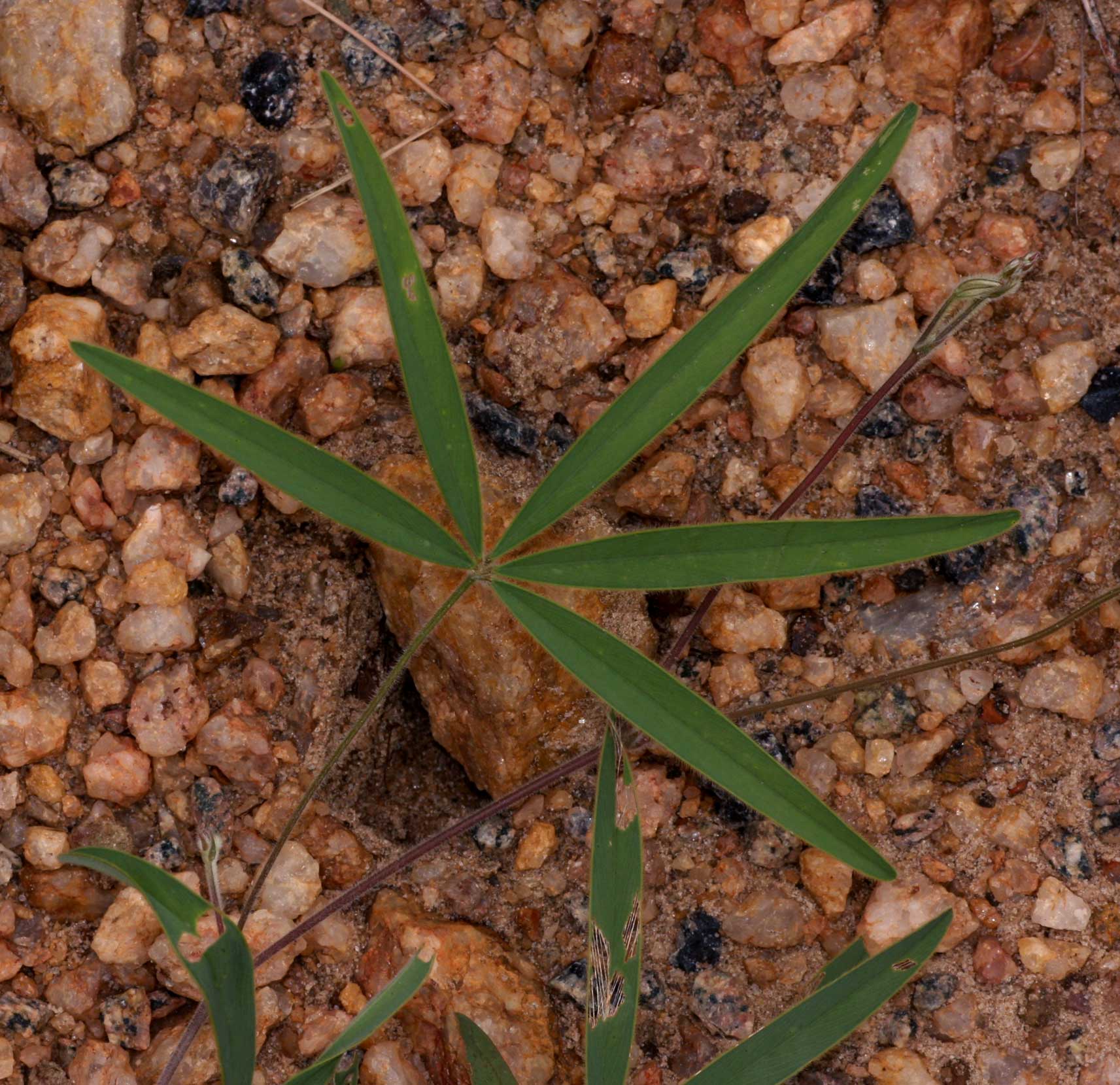 Tephrosia lupinifolia