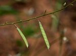 Tephrosia lupinifolia