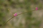 Tephrosia lupinifolia