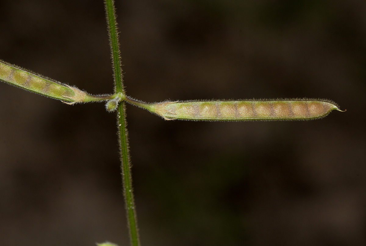 Tephrosia lupinifolia