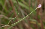 Tephrosia lurida