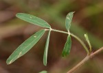Tephrosia lurida