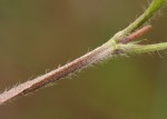 Tephrosia lurida