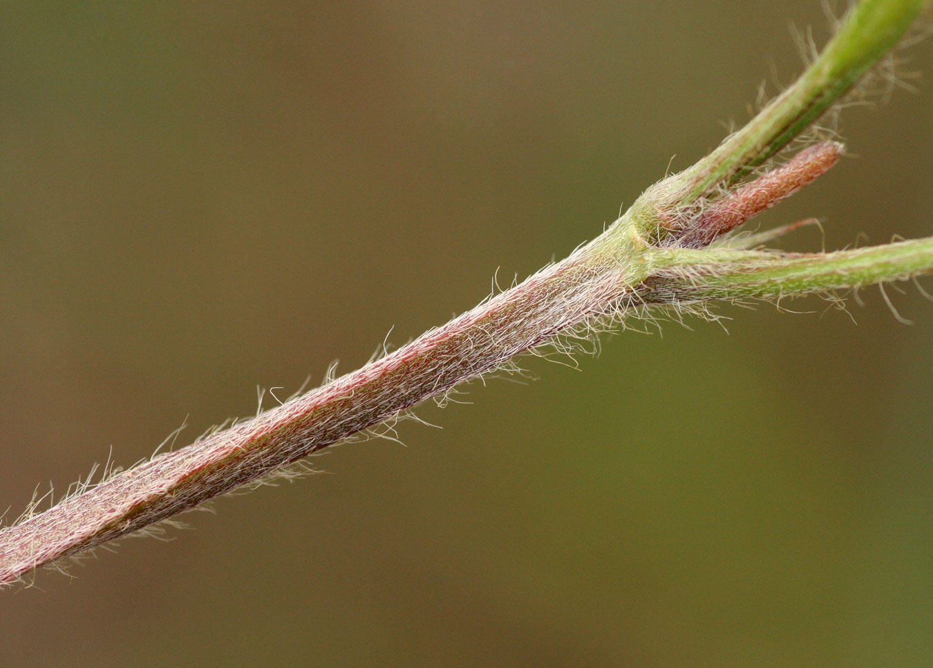 Tephrosia lurida