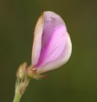 Tephrosia lurida