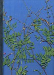 Tephrosia purpurea subsp. leptostachya