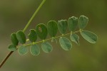 Tephrosia purpurea subsp. leptostachya