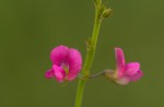 Tephrosia purpurea subsp. leptostachya