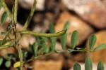 Tephrosia purpurea subsp. leptostachya