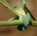 Astragalus atropilosulus subsp. burkeanus