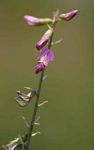 Astragalus atropilosulus subsp. burkeanus