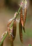 Astragalus atropilosulus subsp. burkeanus