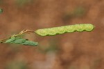 Aeschynomene indica