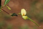 Aeschynomene indica