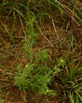 Stylosanthes fruticosa