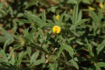 Stylosanthes fruticosa