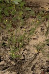 Stylosanthes fruticosa