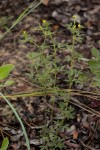 Stylosanthes fruticosa