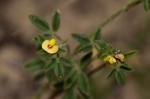 Stylosanthes fruticosa