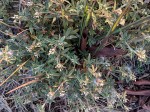 Stylosanthes fruticosa
