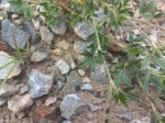 Stylosanthes fruticosa