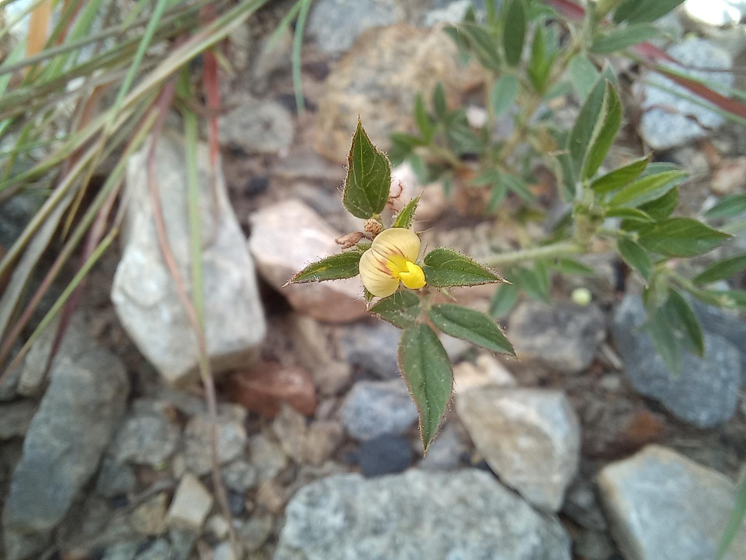 Stylosanthes fruticosa